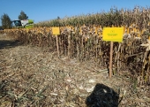Oznaczone odmiany kukurydzy na poletkach