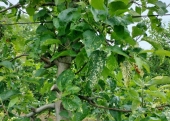 Mozaika jabłoni na liściach