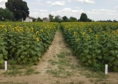 W ostatnim sezonie wegetacyjnym  Kwitnienie słonecznika na polu DW w Pożogu II rozpoczeło się w drugiej połowie lipca