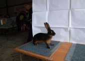 Ocena królików